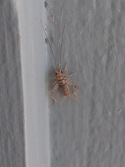 Gryllodes sigillatus