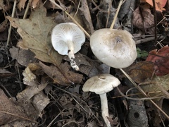 Hygrophorus occidentalis