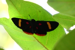 Melanis electron melantho