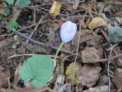 Crocus