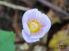 Crocus