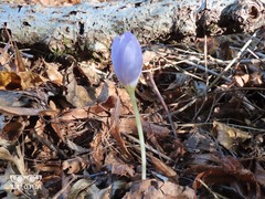Crocus