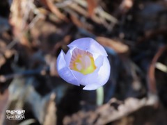 Crocus