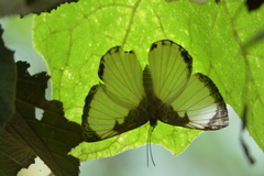 Synargis nymphidioides nymphidioides