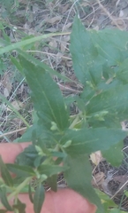 Brickellia cylindracea