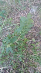 Brickellia cylindracea