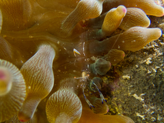 Ancylomenes holthuisi