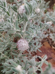 Dissocarpus paradoxus