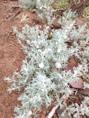 Dissocarpus paradoxus