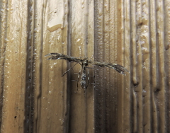 Dejongia lobidactylus