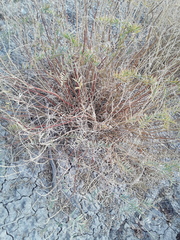 Hippophae rhamnoides