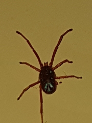 Rainbowia imperator