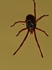 Rainbowia imperator