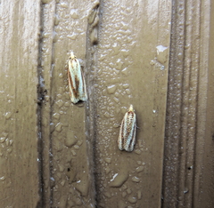 Sparganothis tristriata