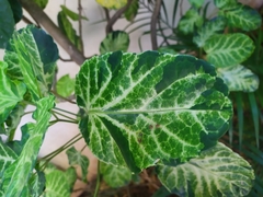 Polyscias scutellaria