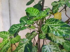 Polyscias scutellaria