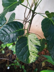 Polyscias scutellaria