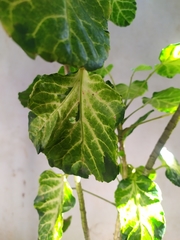 Polyscias scutellaria