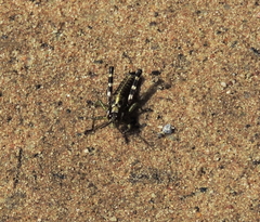 Booneacris glacialis