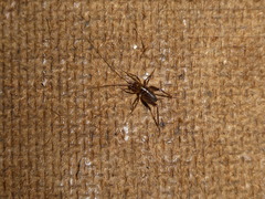 Ceuthophilus maculatus