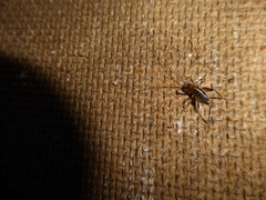 Ceuthophilus maculatus