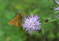 Centaurea pseudomaculosa