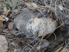 Caloboletus marshii
