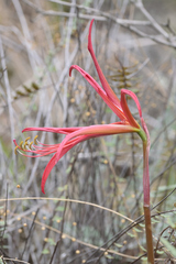 Sprekelia formosissima