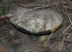 Caloboletus marshii