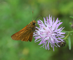 Centaurea pseudomaculosa