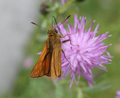 Centaurea pseudomaculosa