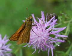 Centaurea pseudomaculosa