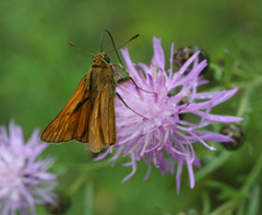 Centaurea pseudomaculosa