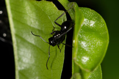 Polyrhachis robsoni