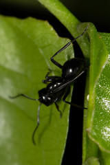 Polyrhachis robsoni