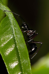 Polyrhachis robsoni