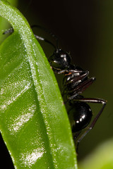 Polyrhachis robsoni