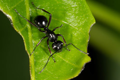Polyrhachis robsoni