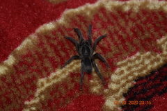 Selenocosmiinae