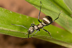 Polyrhachis cupreata