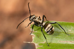 Polyrhachis cupreata