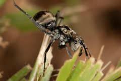 Polyrhachis foreli