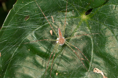 Hygropoda lineata