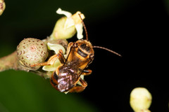 Mellitidia tomentifera