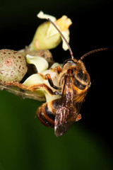 Mellitidia tomentifera