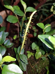 Peperomia tenuipes image
