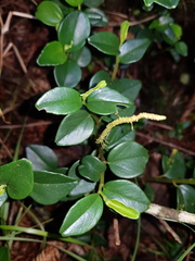 Peperomia tenuipes