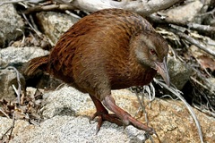 Gallirallus australis scotti