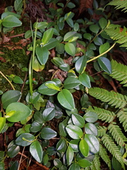 Peperomia tenuipes