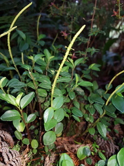 Peperomia tenuipes